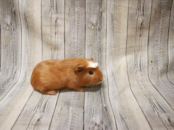 Crested-GUINEA PIG-Male--27360-Petland Racine, Wisconsin