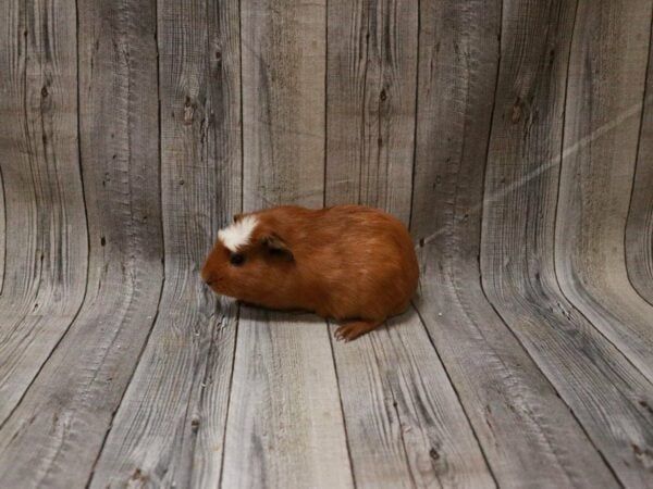 Crested GUINEA PIG Male 27359 Petland Racine, Wisconsin