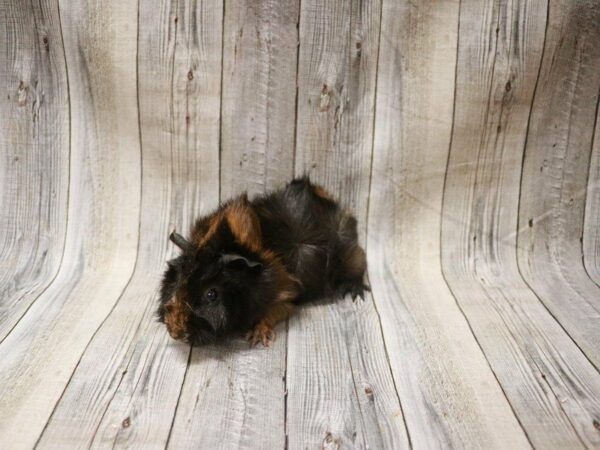 Abyssinian Guinea Pig GUINEA PIG Male 27361 Petland Racine, Wisconsin