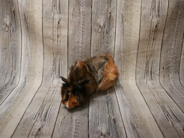 Abyssinian Guinea Pig GUINEA PIG Male 27362 Petland Racine, Wisconsin