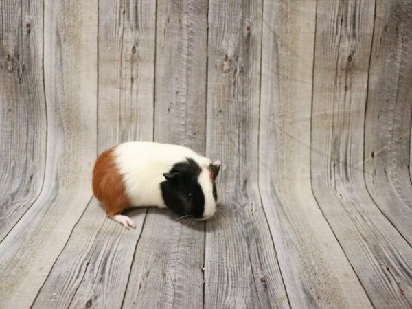 American Guinea Pig GUINEA PIG Female 27355 Petland Racine, Wisconsin