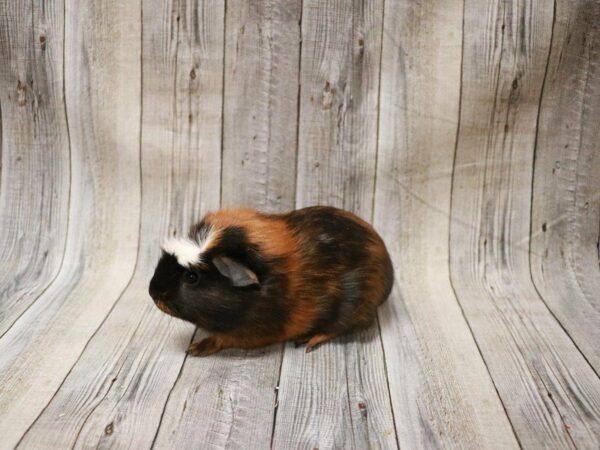 Crested-GUINEA PIG-Female--27357-Petland Racine, Wisconsin