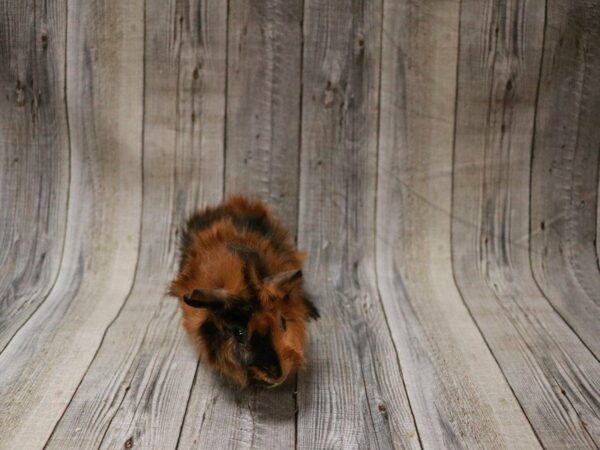 Abyssinian Guinea Pig-GUINEA PIG-Female--27353-Petland Racine, Wisconsin