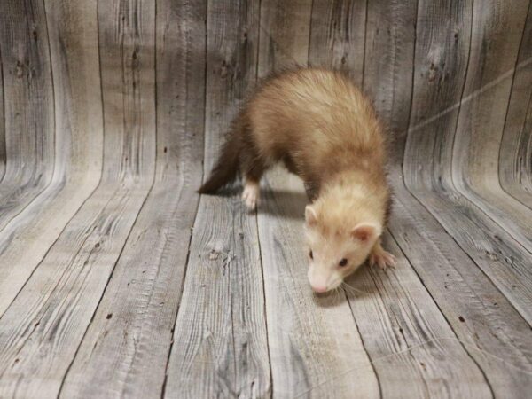 Ferret FERRET Female 27352 Petland Racine, Wisconsin