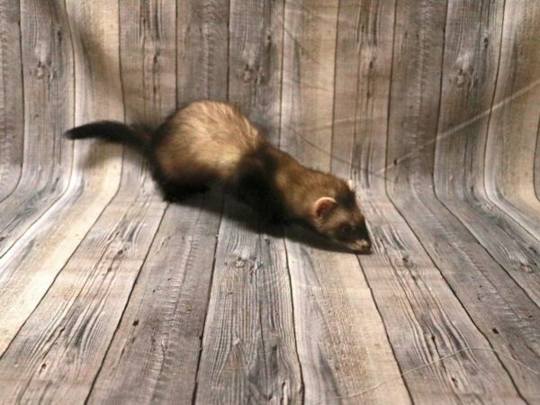 Ferret-FERRET-Male--27351-Petland Racine, Wisconsin