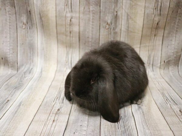 Holland Lop-RABBIT---27373-Petland Racine, Wisconsin