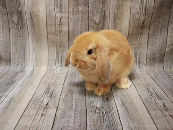 Mini Lop-RABBIT---27371-Petland Racine, Wisconsin