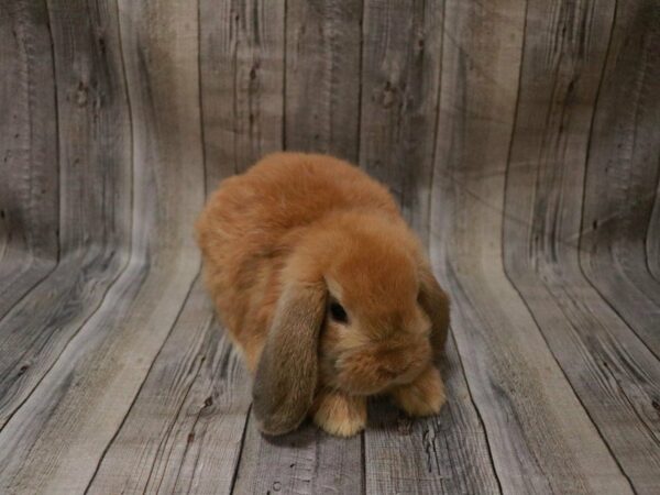 Mini Lop RABBIT 27372 Petland Racine, Wisconsin