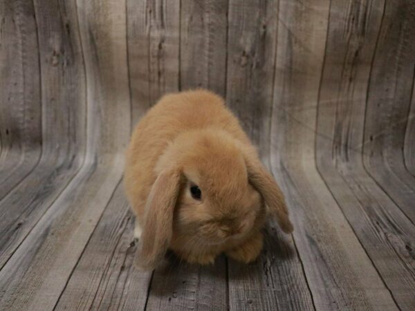 Mini Lop RABBIT 27370 Petland Racine, Wisconsin