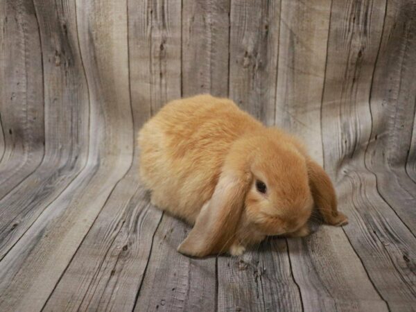 Holland Lop RABBIT 27374 Petland Racine, Wisconsin