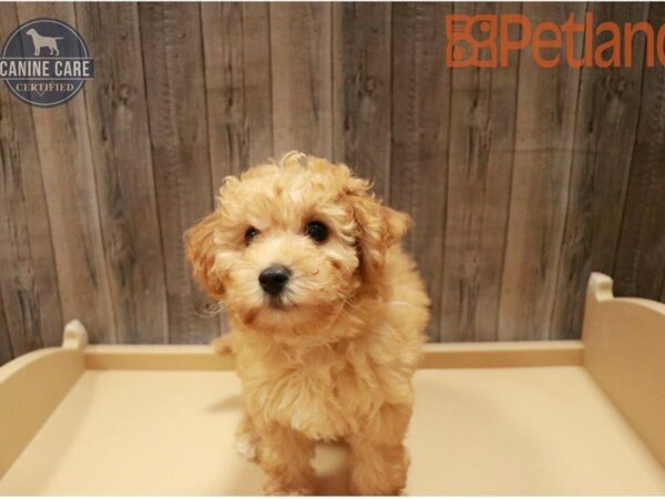 Bichonpoo DOG Female Apricot 27394 Petland Racine, Wisconsin