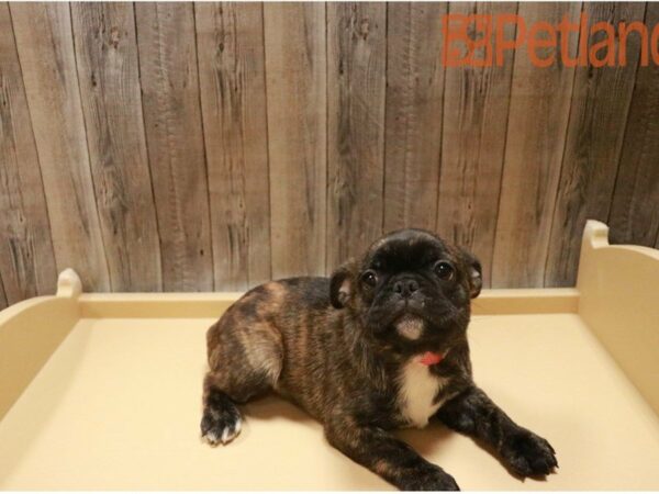 French Bulldog/Pug DOG Female Brindle / White 27390 Petland Racine, Wisconsin