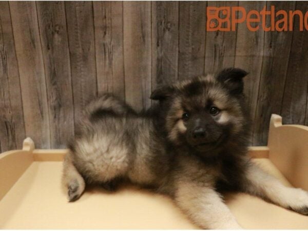 Keeshond-DOG-Male-Black / Silver-27388-Petland Racine, Wisconsin