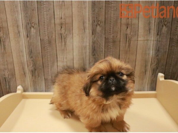 Pekingese DOG Male Sable 27387 Petland Racine, Wisconsin