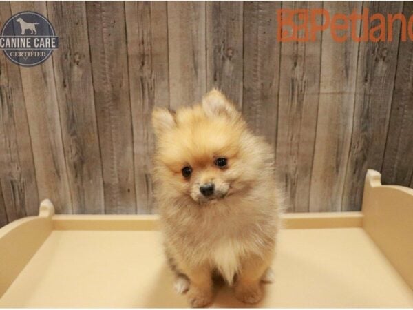 Pomeranian-DOG-Male-Sable-27386-Petland Racine, Wisconsin