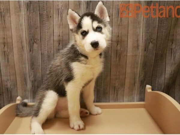 Siberian Husky DOG Female Black / White 27385 Petland Racine, Wisconsin