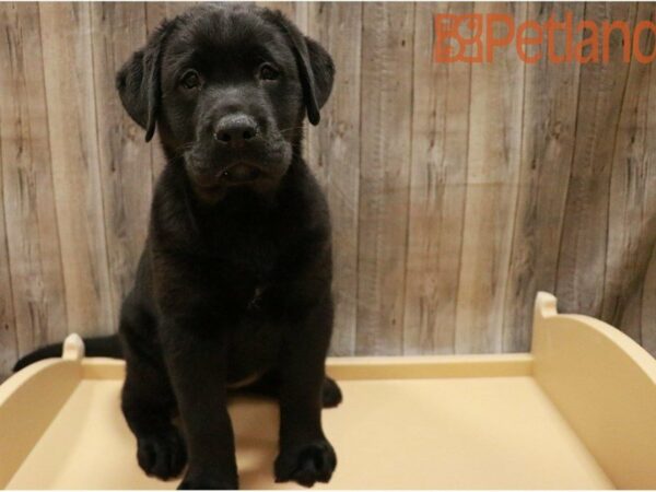 Labrador Retriever DOG Female Black 27384 Petland Racine, Wisconsin