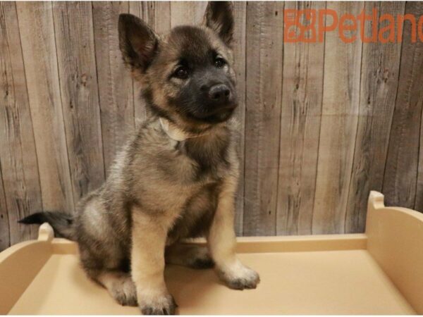 Norwegian Elkhound DOG Male Black / Silver 27383 Petland Racine, Wisconsin