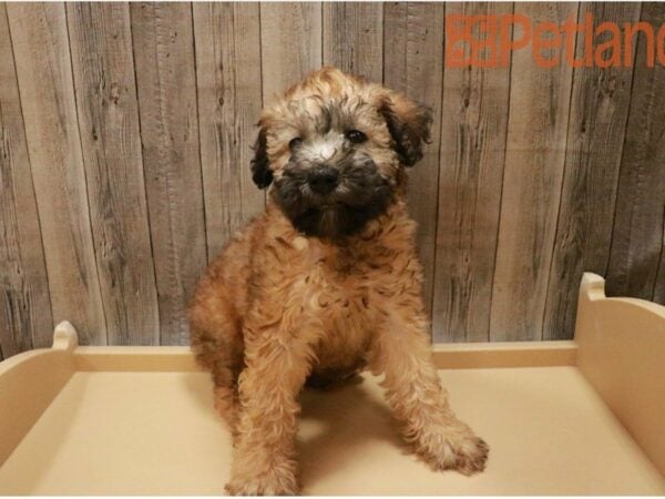 Soft Coated Wheaten Terrier-DOG-Female-Wheaten-27381-Petland Racine, Wisconsin