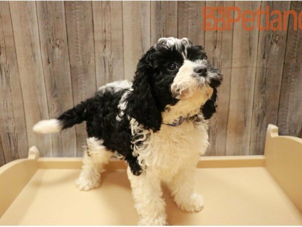 Cavapoo DOG Female Black / White 27378 Petland Racine, Wisconsin