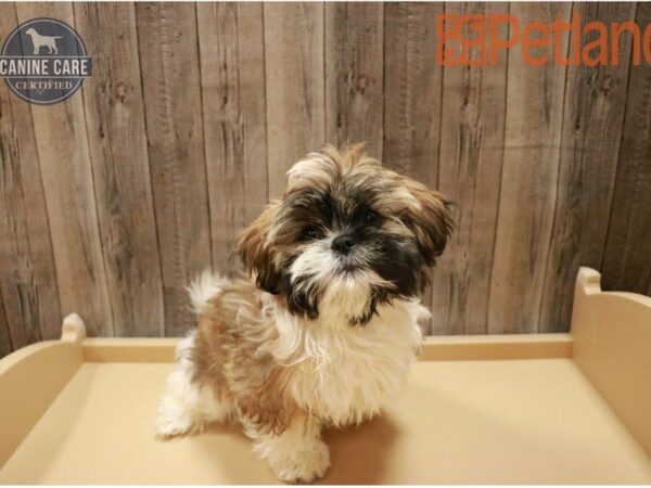 Shih Tzu DOG Female Sable / White 27377 Petland Racine, Wisconsin