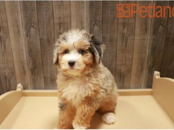 Mini Aussiepoo DOG Male Blue Merle 27376 Petland Racine, Wisconsin