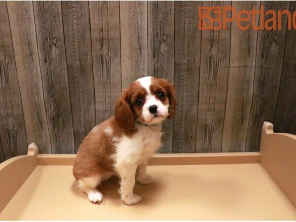 Cavalier King Charles Spaniel DOG Female Blenheim / White 27375 Petland Racine, Wisconsin