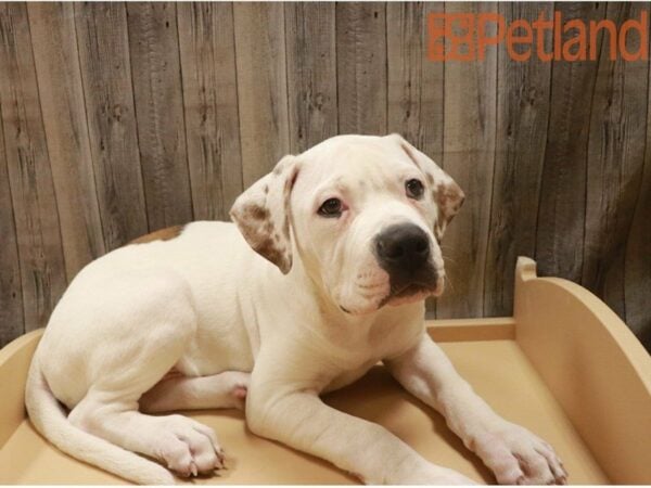 American Bulldog-DOG-Male--27364-Petland Racine, Wisconsin