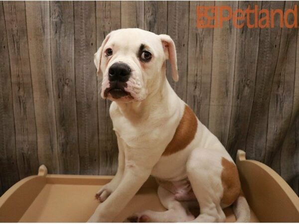 American Bulldog DOG Male 27363 Petland Racine, Wisconsin