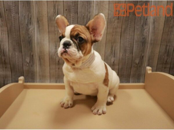 French Bulldog DOG Male 27419 Petland Racine, Wisconsin