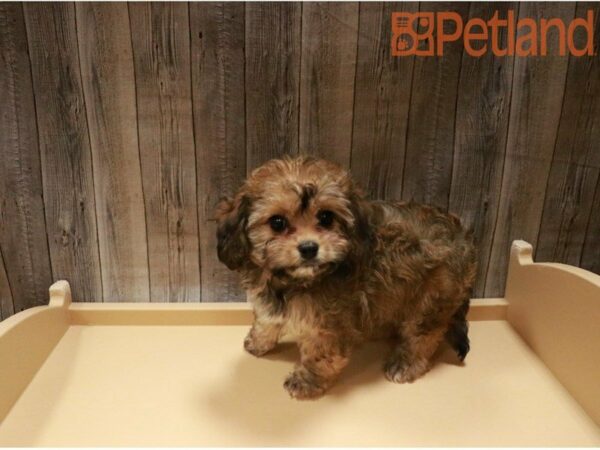 Cavachon DOG Female Sable 27417 Petland Racine, Wisconsin