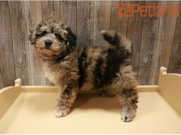 Poodle/Bichon Frise-DOG-Female-Chocolate Merle-27416-Petland Racine, Wisconsin