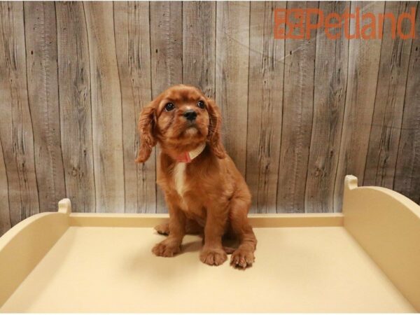 Cavalier King Charles Spaniel DOG Female Red 27415 Petland Racine, Wisconsin