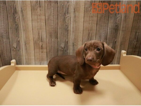 Dachshund DOG Female Chocolate 27414 Petland Racine, Wisconsin