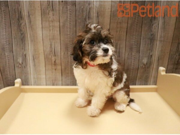 Cavapoo DOG Female Sable / White 27413 Petland Racine, Wisconsin