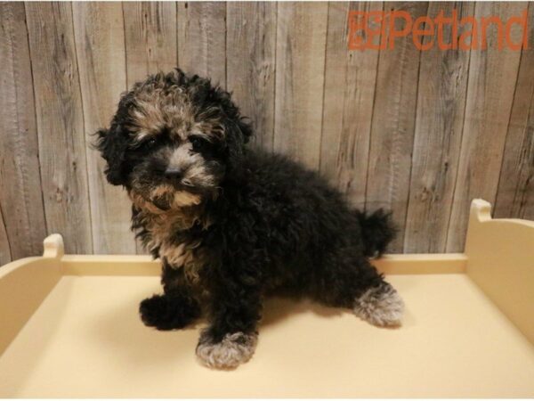 Poodle/Shih Tzu DOG Female Black / Tan 27412 Petland Racine, Wisconsin