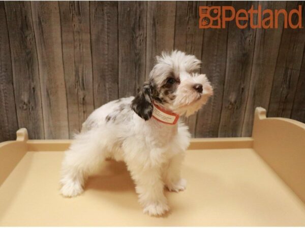 Miniature Schnauzer DOG Female Chocolate Merle 27411 Petland Racine, Wisconsin