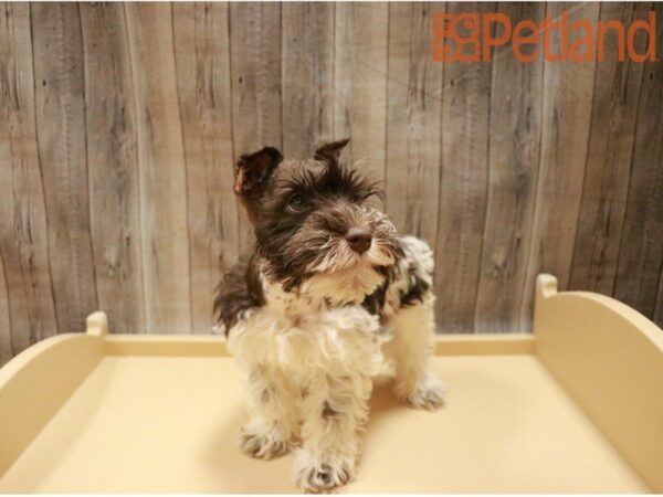 Miniature Schnauzer-DOG-Male-Chocolate / White-27410-Petland Racine, Wisconsin