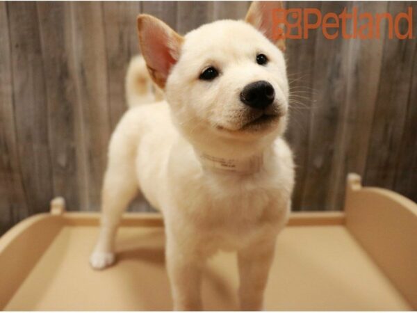 Shiba Inu DOG Male Cream 27409 Petland Racine, Wisconsin