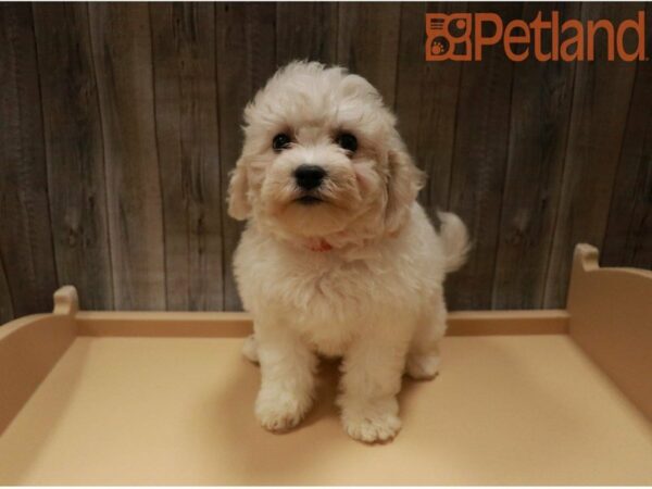 Bichon Frise DOG Female White 27408 Petland Racine, Wisconsin