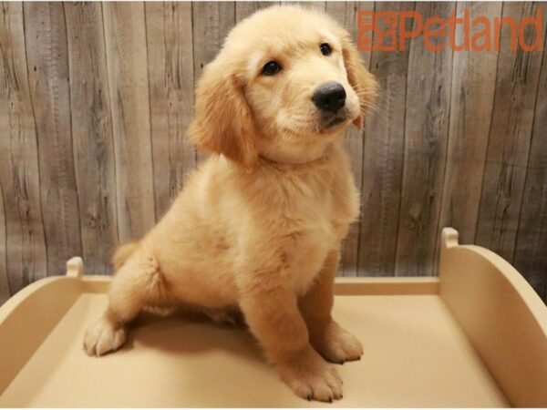 Golden Retriever DOG Male Golden 27379 Petland Racine, Wisconsin