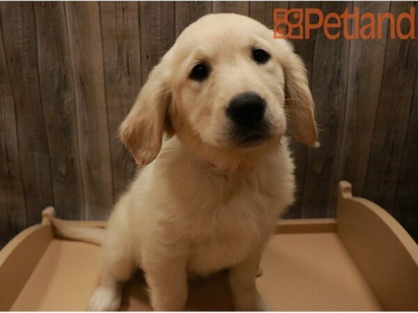 Golden Retriever DOG Female Cream 27405 Petland Racine, Wisconsin