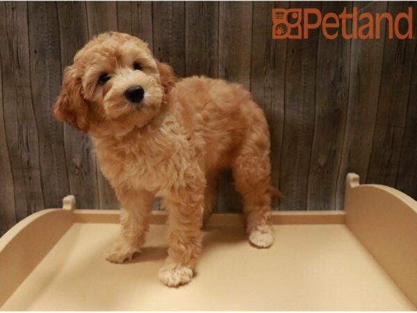 Goldendoodle Mini 2nd Gen-DOG-Female-Apricot-27404-Petland Racine, Wisconsin