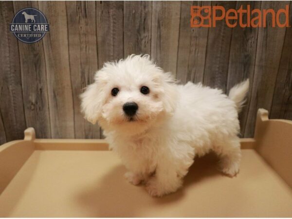 Bichon Frise DOG Male White 27395 Petland Racine, Wisconsin