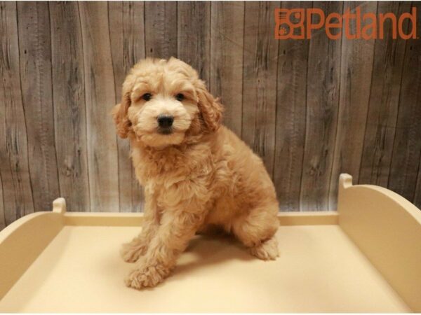 Goldendoodle Mini 2nd Gen-DOG-Male-Apricot-27402-Petland Racine, Wisconsin