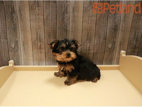 Yorkshire Terrier DOG Male Black / Tan 27401 Petland Racine, Wisconsin