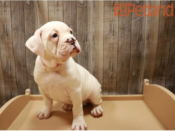 Olde Bulldog DOG Female White / Fawn 27400 Petland Racine, Wisconsin