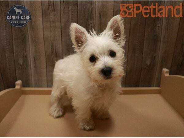 West Highland White Terrier DOG Female White 27397 Petland Racine, Wisconsin