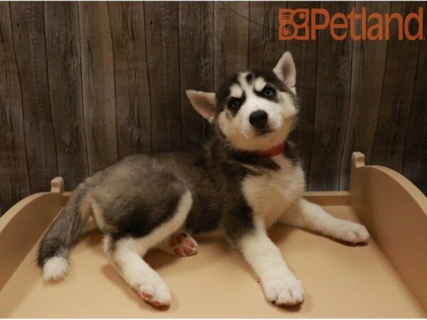 Siberian Husky DOG Female Black / White 27396 Petland Racine, Wisconsin