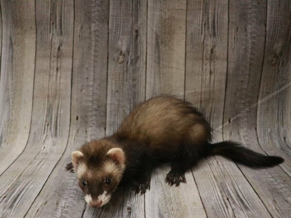 Ferret FERRET Male 27420 Petland Racine, Wisconsin